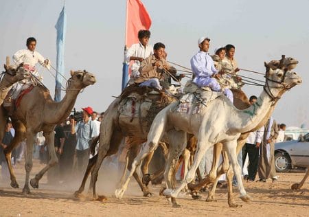 Carrera de camellos, desierto del Sina?