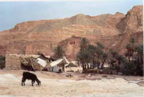 Oasis Ein Khudra, paraiso en el Sinai