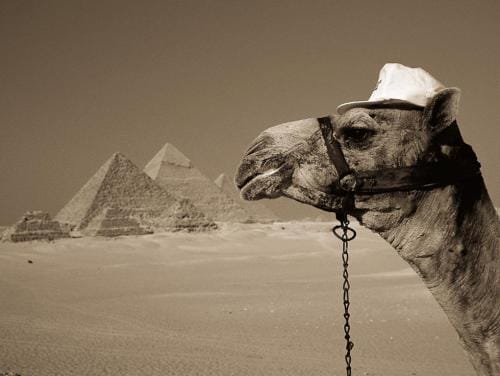 Camellos, los transportes vivientes de Egipto