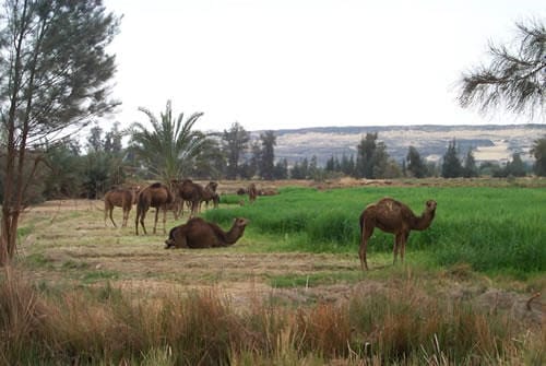 El oasis del Nuevo Valle El oasis del Nuevo Valle