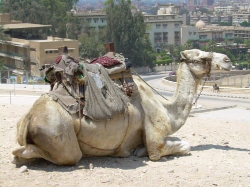 Los clásicos animales que habitan Egipto