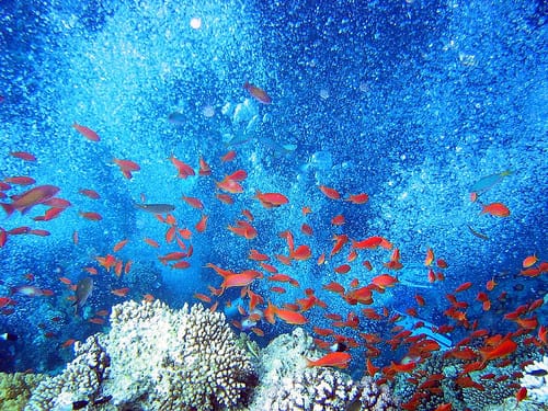 La riqueza marina del Mar Rojo